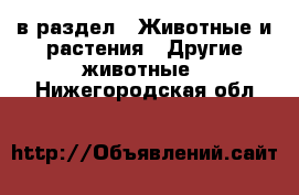  в раздел : Животные и растения » Другие животные . Нижегородская обл.